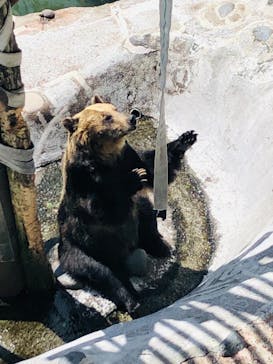 のぼりべつクマ牧場に投稿された画像（2022/5/29）