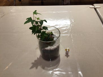 伊勢夫婦岩めおと横丁　めおと岩アクティビティに投稿された画像（2022/5/29）