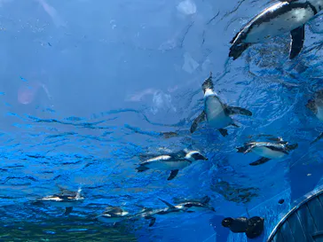 サンシャイン水族館に投稿された画像（2022/5/29）