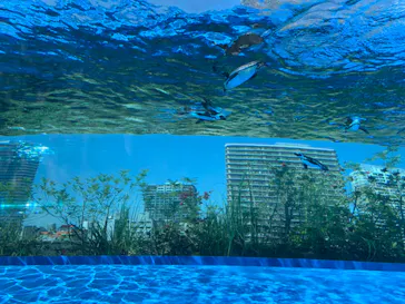 サンシャイン水族館に投稿された画像（2022/5/29）