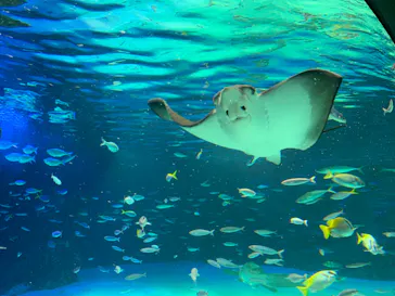 サンシャイン水族館に投稿された画像（2022/5/29）