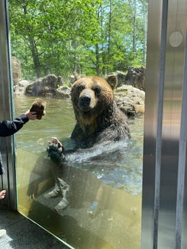 サホロリゾート　ベア･マウンテンに投稿された画像（2022/5/29）