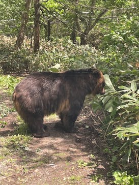 サホロリゾート　ベア･マウンテンに投稿された画像（2022/5/29）