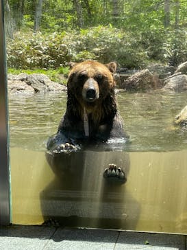 サホロリゾート　ベア･マウンテンに投稿された画像（2022/5/29）