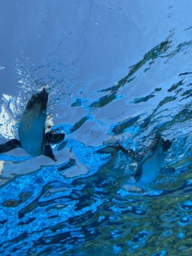 サンシャイン水族館に投稿された画像（2022/5/29）