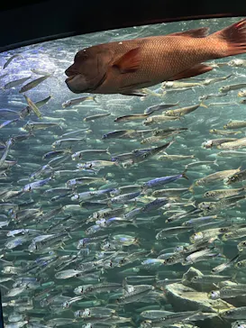 サンシャイン水族館に投稿された画像（2022/5/29）