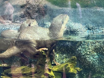 サンシャイン水族館に投稿された画像（2022/5/29）