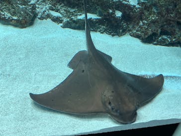サンシャイン水族館に投稿された画像（2022/5/29）
