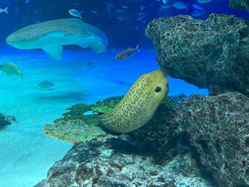 サンシャイン水族館に投稿された画像（2022/5/29）
