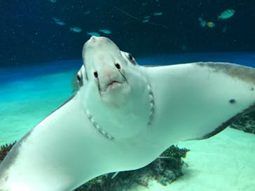 サンシャイン水族館に投稿された画像（2022/5/29）