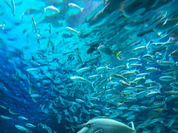 サンシャイン水族館に投稿された画像（2022/5/29）