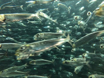 サンシャイン水族館に投稿された画像（2022/5/29）