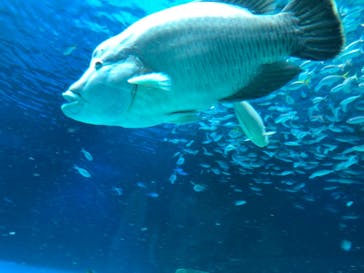 サンシャイン水族館に投稿された画像（2022/5/29）