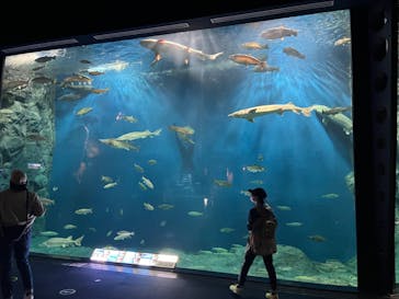 サケのふるさと 千歳水族館に投稿された画像（2022/5/29）