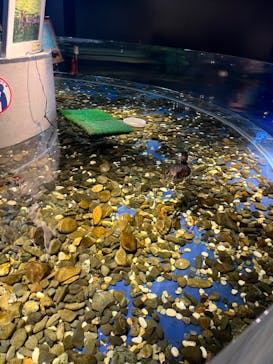 サケのふるさと 千歳水族館に投稿された画像（2022/5/29）