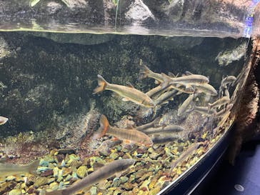 サケのふるさと 千歳水族館に投稿された画像（2022/5/29）