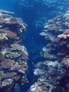 石垣島 ADVENTURE PiPi（イシガキジマアドベンチャーピピ）に投稿された画像（2022/5/29）