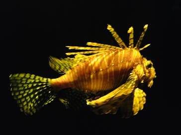 大分マリーンパレス水族館 「うみたまご」に投稿された画像（2022/5/29）