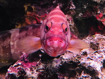 大分マリーンパレス水族館 「うみたまご」に投稿された画像（2022/5/29）