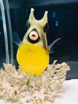 大分マリーンパレス水族館 「うみたまご」に投稿された画像（2022/5/29）