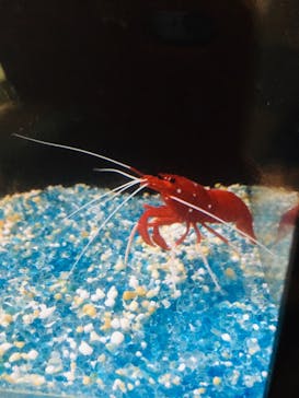 大分マリーンパレス水族館 「うみたまご」に投稿された画像（2022/5/29）