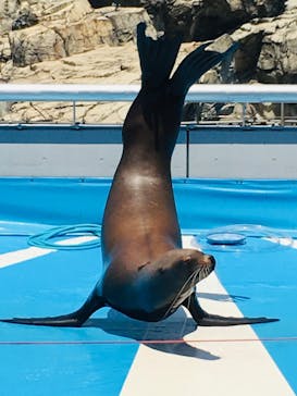 大分マリーンパレス水族館 「うみたまご」に投稿された画像（2022/5/29）