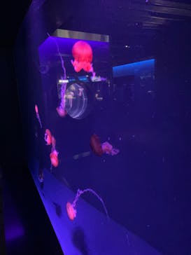 京都鉄道博物館×京都水族館に投稿された画像（2022/5/29）