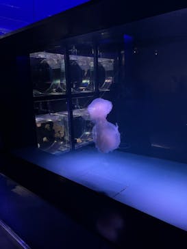 京都鉄道博物館×京都水族館に投稿された画像（2022/5/29）