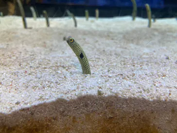 すみだ水族館に投稿された画像（2022/5/29）