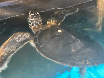 すみだ水族館に投稿された画像（2022/5/29）