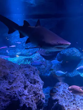 すみだ水族館に投稿された画像（2022/5/29）