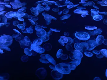 すみだ水族館に投稿された画像（2022/5/29）