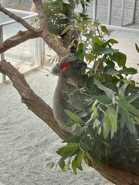 淡路ファームパーク イングランドの丘に投稿された画像（2022/5/29）