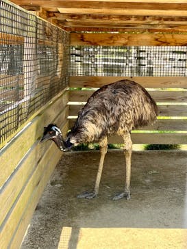 淡路ファームパーク イングランドの丘に投稿された画像（2022/5/29）