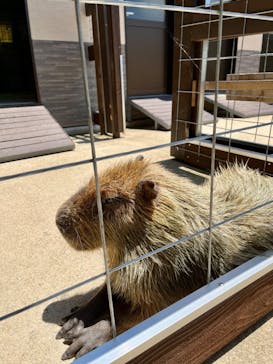 淡路ファームパーク イングランドの丘に投稿された画像（2022/5/29）