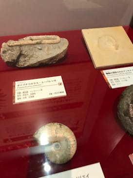 国立科学博物館　特別企画展「ポケモン化石博物館」に投稿された画像（2022/5/29）