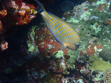 石垣島 ADVENTURE PiPi（イシガキジマアドベンチャーピピ）に投稿された画像（2022/5/30）