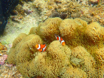 石垣島 ADVENTURE PiPi（イシガキジマアドベンチャーピピ）に投稿された画像（2022/5/30）