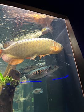 カワスイ 川崎⽔族館に投稿された画像（2022/5/30）