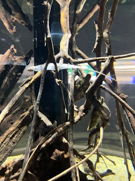 カワスイ 川崎⽔族館に投稿された画像（2022/5/30）