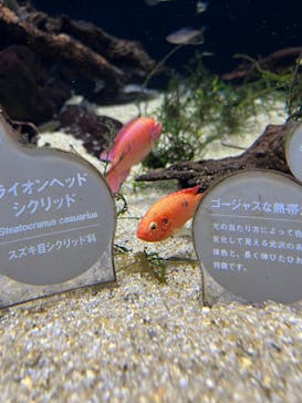カワスイ 川崎⽔族館に投稿された画像（2022/5/30）