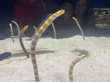 京都水族館×ニデック京都タワーに投稿された画像（2022/5/30）