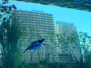 サンシャイン水族館に投稿された画像（2022/5/30）