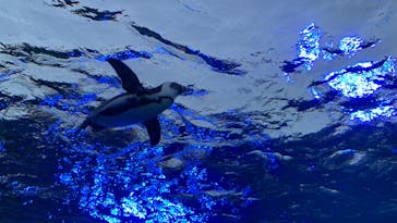 サンシャイン水族館に投稿された画像（2022/5/30）