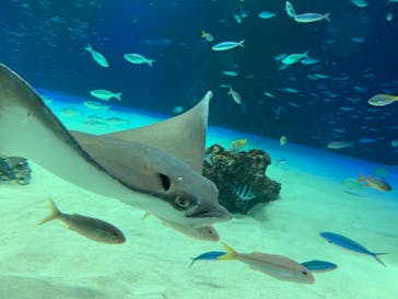 サンシャイン水族館に投稿された画像（2022/5/30）