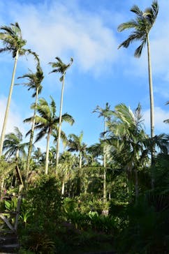 美らヤシパークオキナワ・東南植物楽園に投稿された画像（2022/5/30）