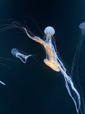 サンシャイン水族館に投稿された画像（2022/5/30）