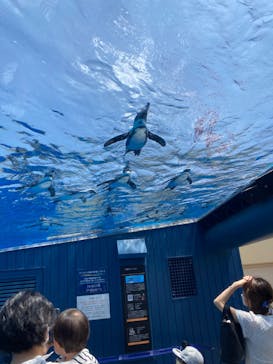 サンシャイン水族館に投稿された画像（2022/5/30）