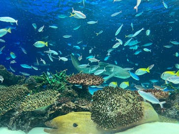 サンシャイン水族館に投稿された画像（2022/5/30）