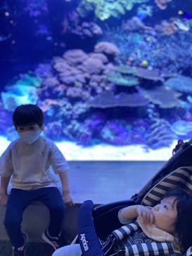 大分マリーンパレス水族館 「うみたまご」に投稿された画像（2022/5/30）